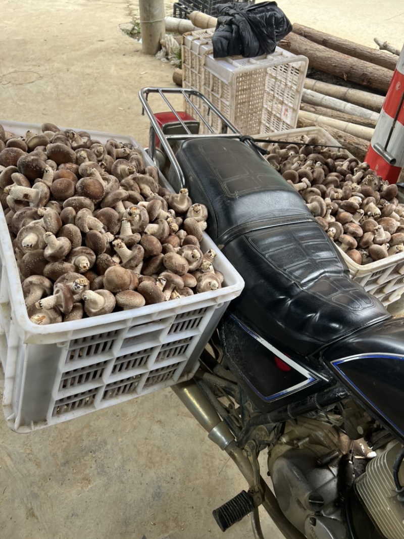 精品香菇大量供应