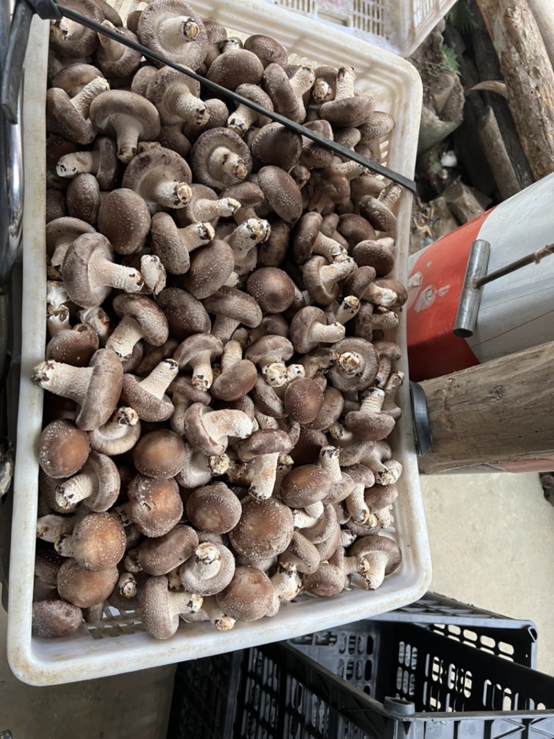 精品香菇大量供应