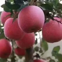 新疆阿克苏红旗坡冰糖心苹果，