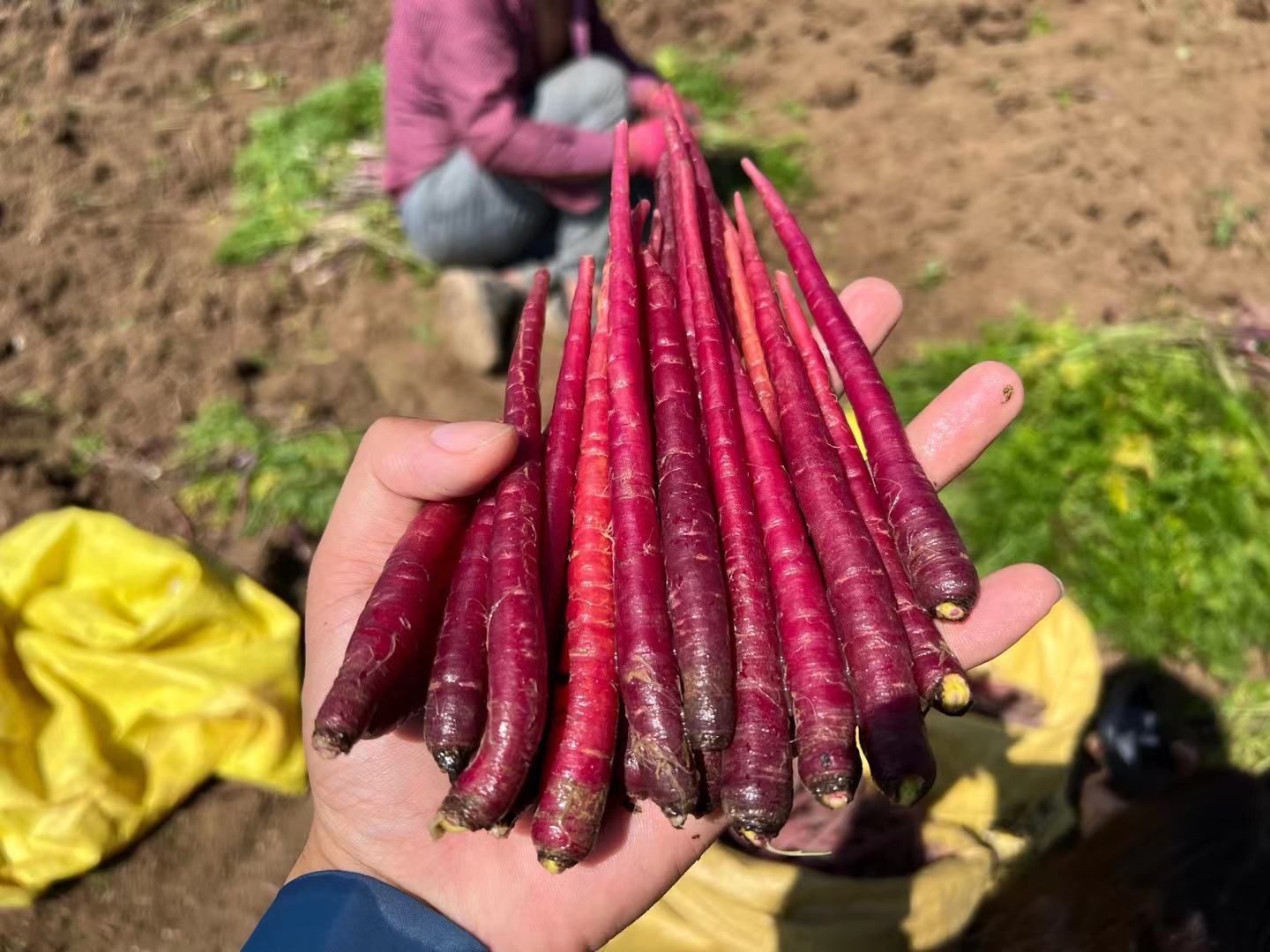 一束新鲜的胡萝卜叶子,叶片呈羽状分裂,颜色鲜绿,表面有细小绒毛,茎部略带紫色,背景为田园土壤环境 胡萝卜叶子特写