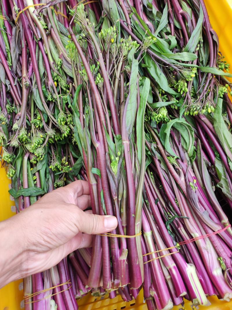 湖北红菜苔大量上市，可整车，可多品配货，