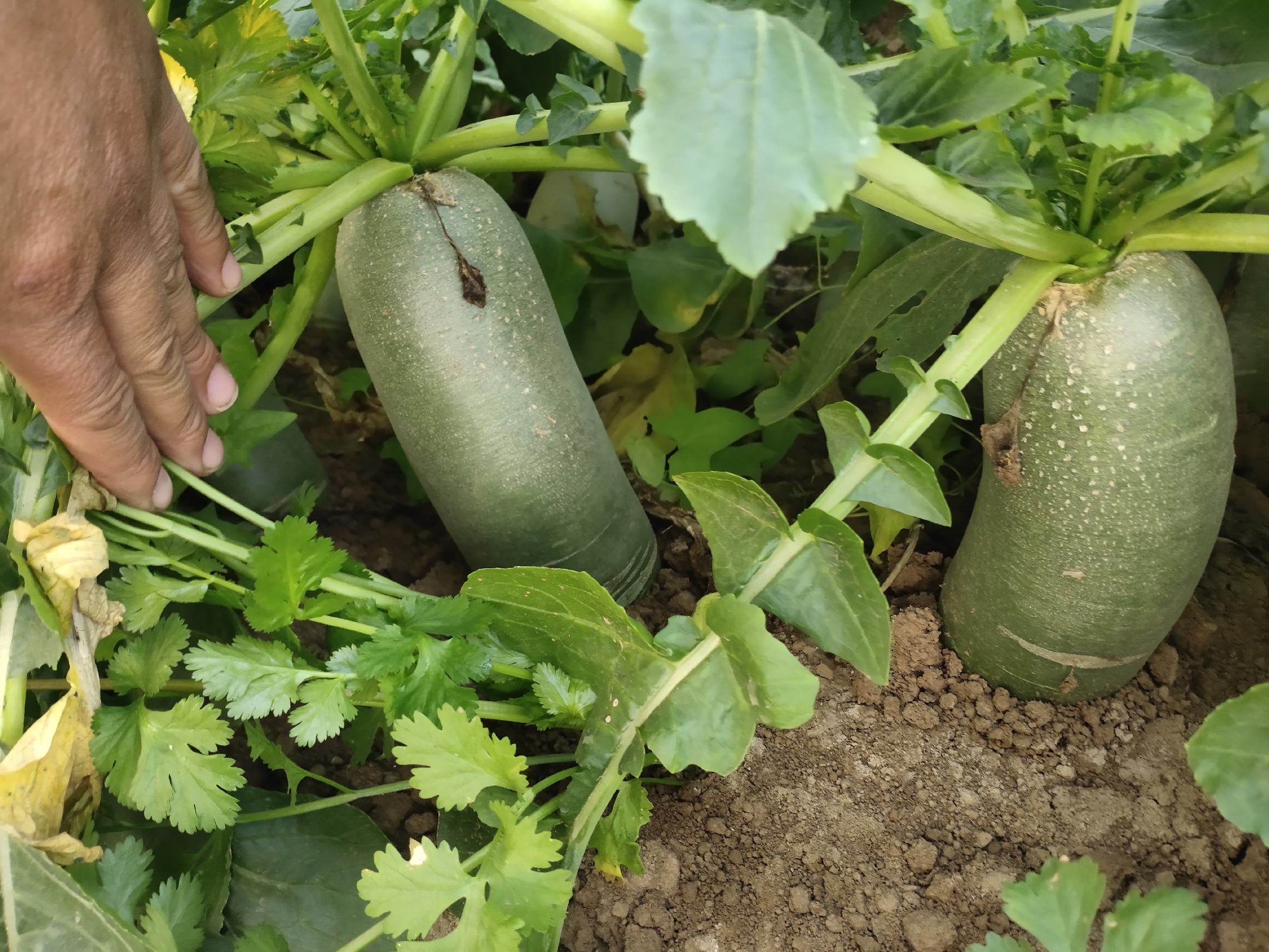 水萝卜田间生长场景