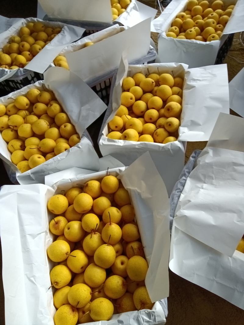 精品白梨大量供应有需要的老板通过一亩田与我联系