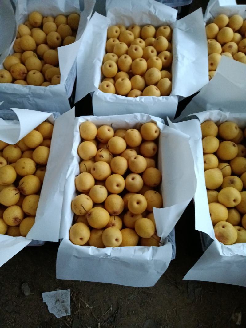 精品白梨大量供应有需要的老板通过一亩田与我联系