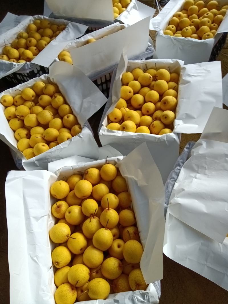 精品白梨大量供应有需要的老板通过一亩田与我联系