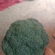 耐寒优秀