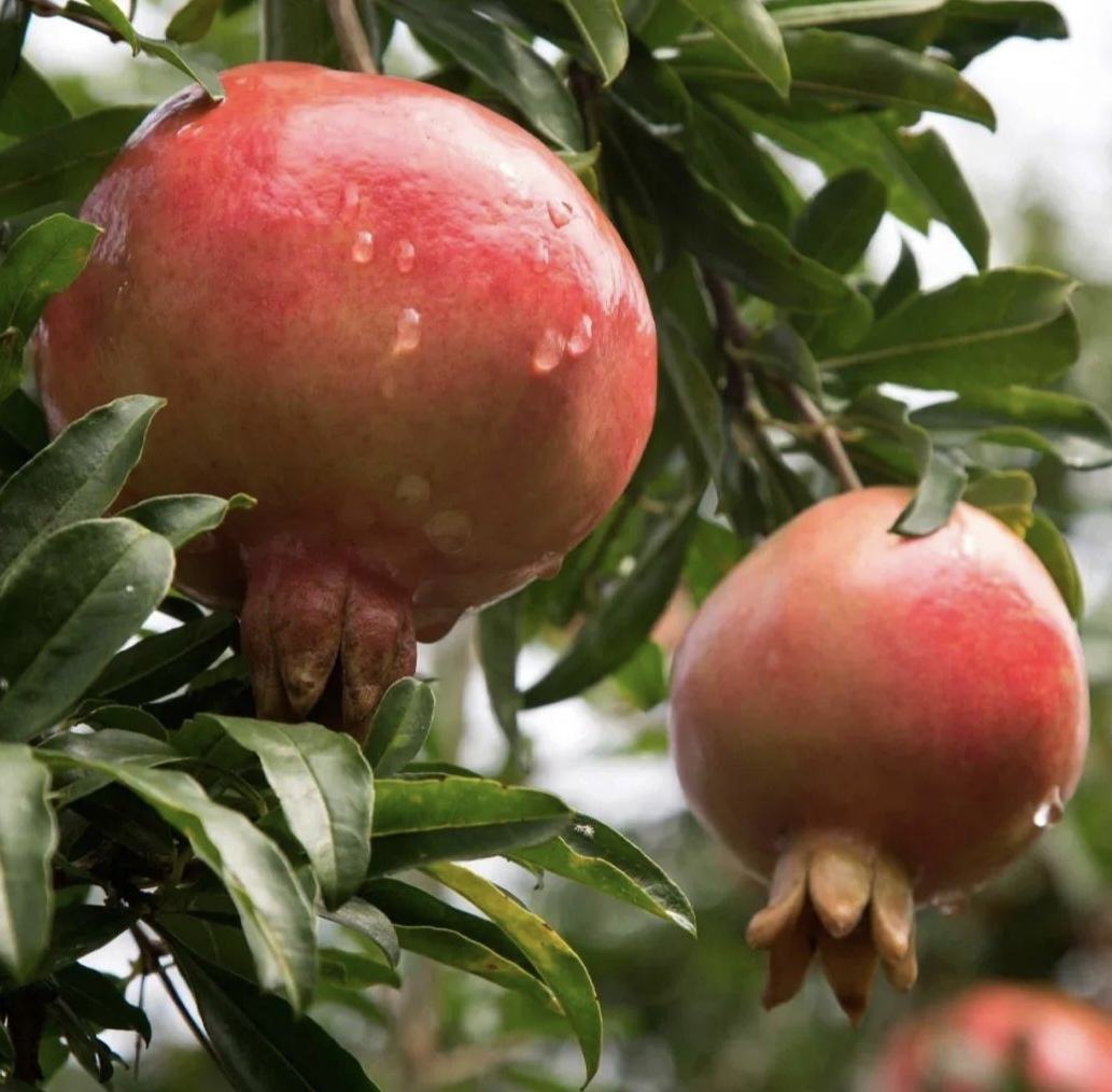 农民采摘石榴场景