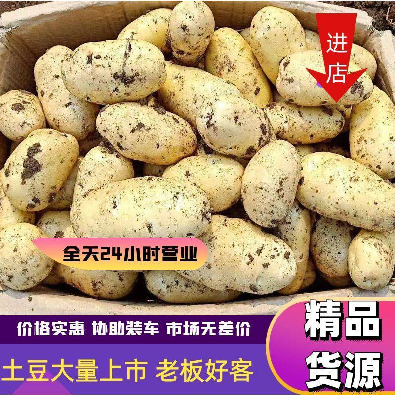 【实力】山东土豆荷兰十五土豆货源充足产地直供