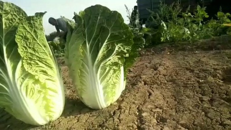 黄心大白菜
