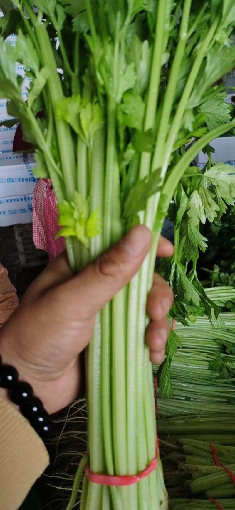 大量提供香芹上海青小白菜有机花黄瓜欢迎电商合作
