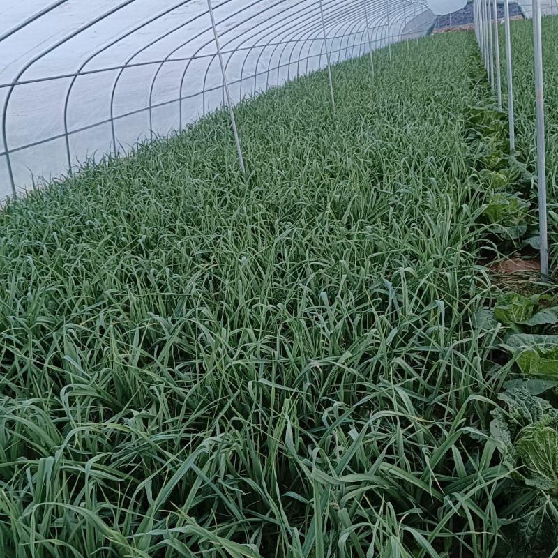 洛门大南河红根蒜苗