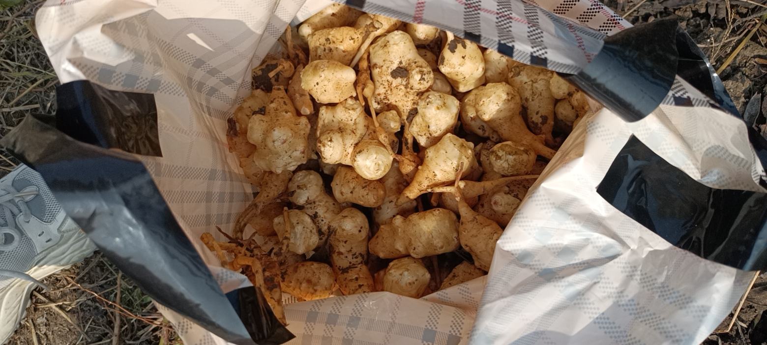 展示新鲜生姜与成熟老姜的外观差异,包括颜色、表皮粗糙度及纤维感 生姜与老姜对比图