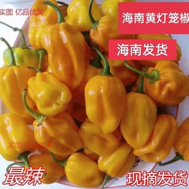 海南灯笼椒