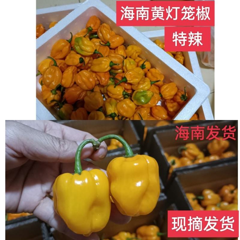 海南灯笼椒