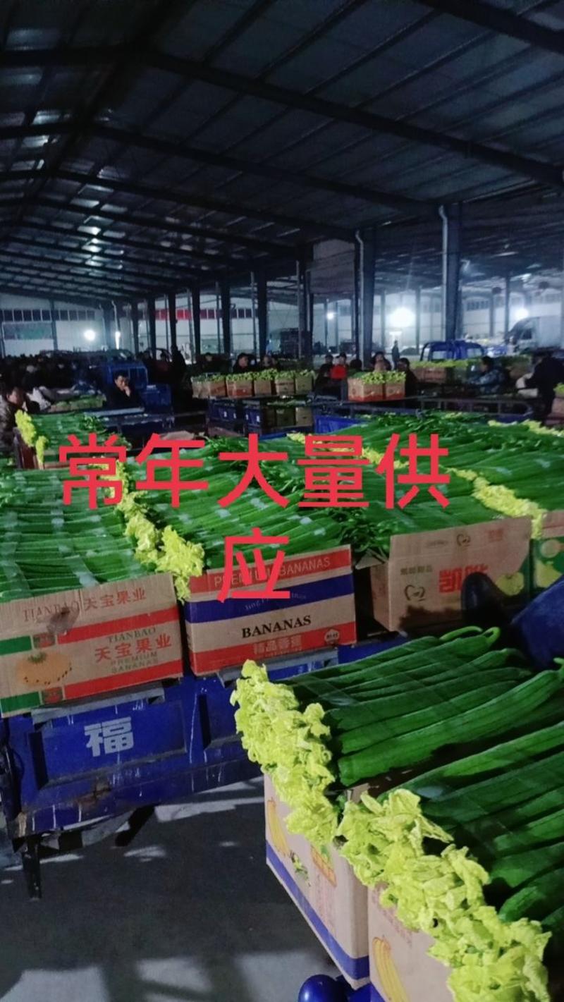江苏连云港东海精品丝瓜大量上市中欢迎全国客商前来采购