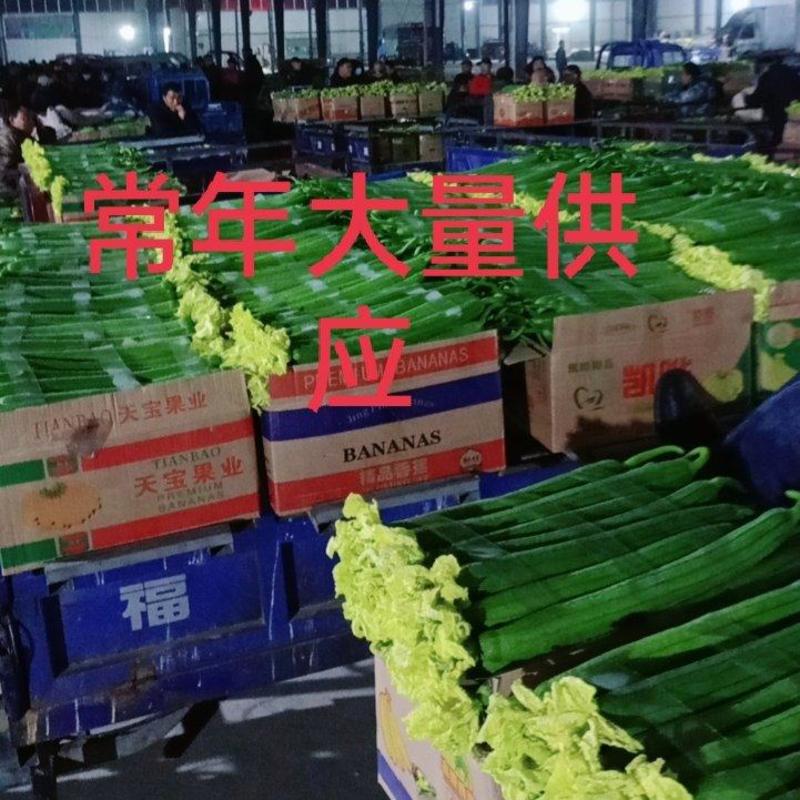 江苏连云港东海精品丝瓜大量上市中欢迎全国客商前来采购