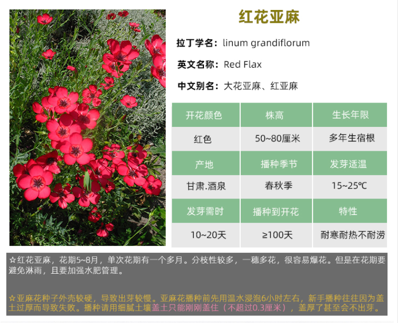 红花亚麻花种子豆麻花籽多年生宿根长花期室外阳台盆栽庭院