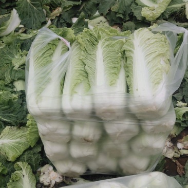 北京3号白菜大量有货需要联系了