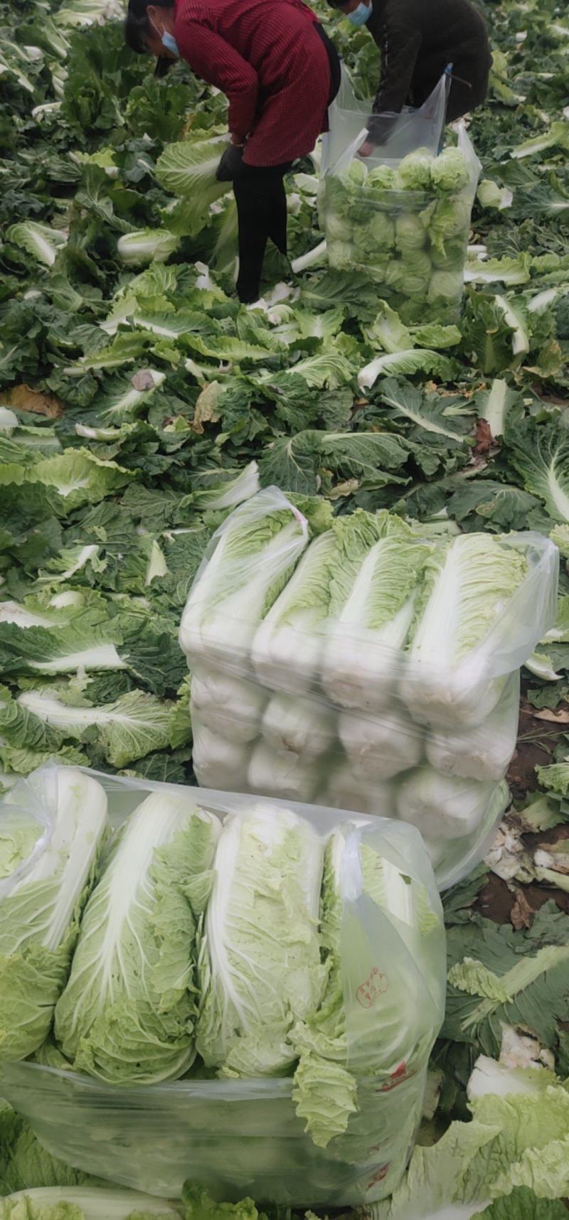 北京3号白菜大量有货需要联系了