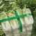 北京3号白菜大量有货需要联系了