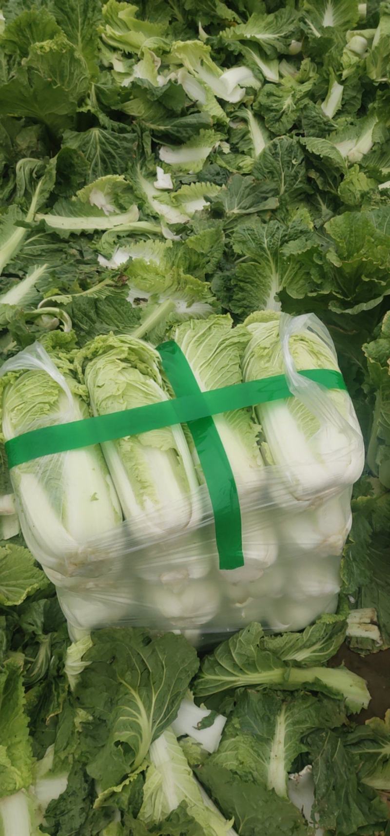 北京3号白菜大量有货需要联系了