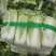 北京3号白菜大量有货需要联系了