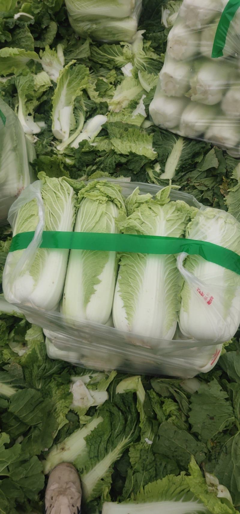 北京3号白菜大量有货需要联系了
