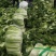 北京3号白菜大量有货需要联系了
