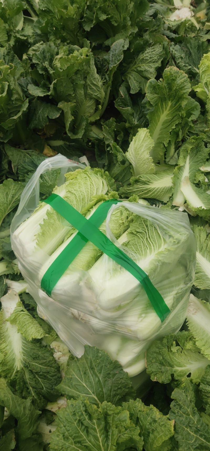 北京3号白菜大量有货需要联系了