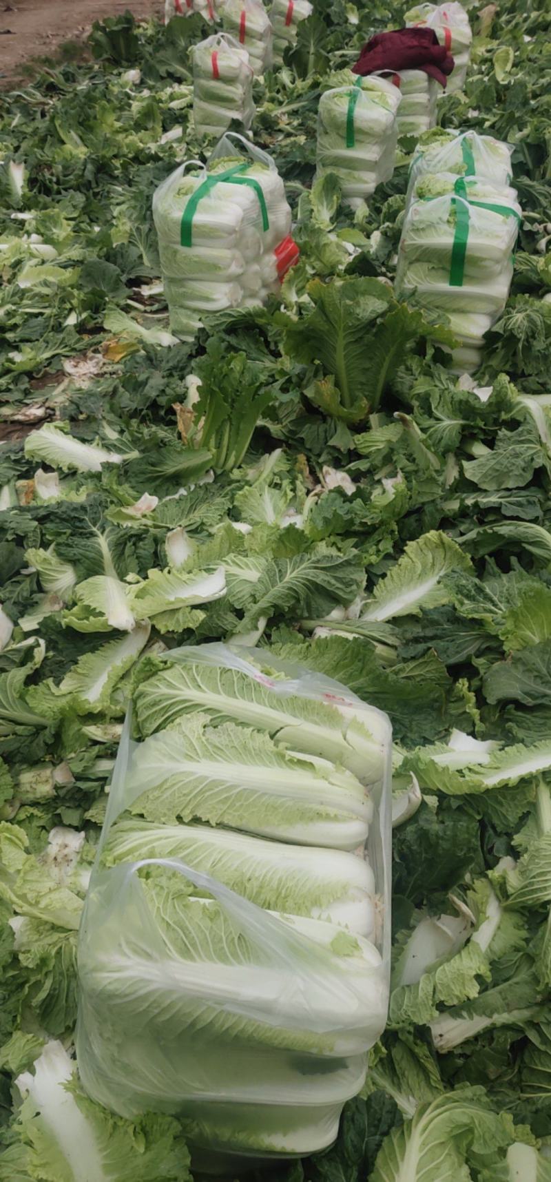 北京3号白菜大量有货需要联系了
