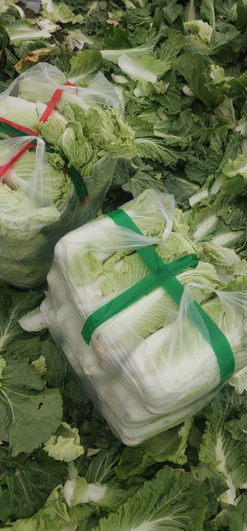 北京3号白菜大量有货需要联系了