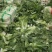 北京3号白菜大量有货需要联系了