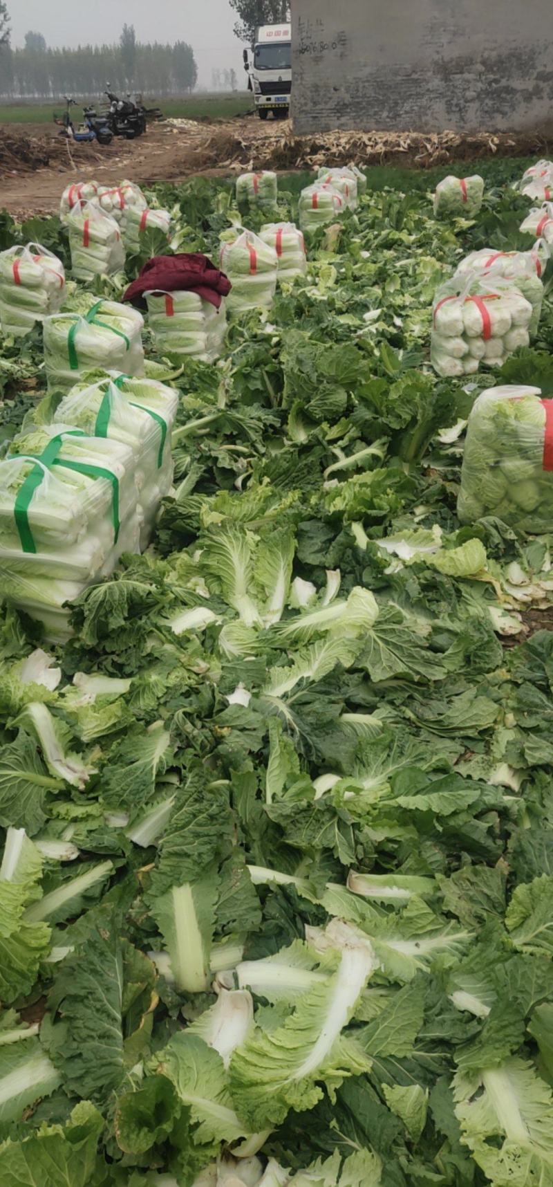 北京3号白菜大量有货需要联系了