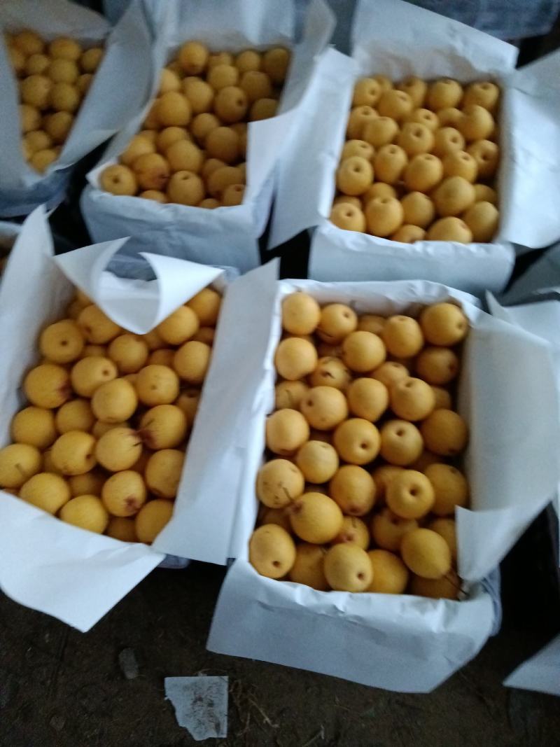精品大白梨大量供应有需要的各位老板与我联系