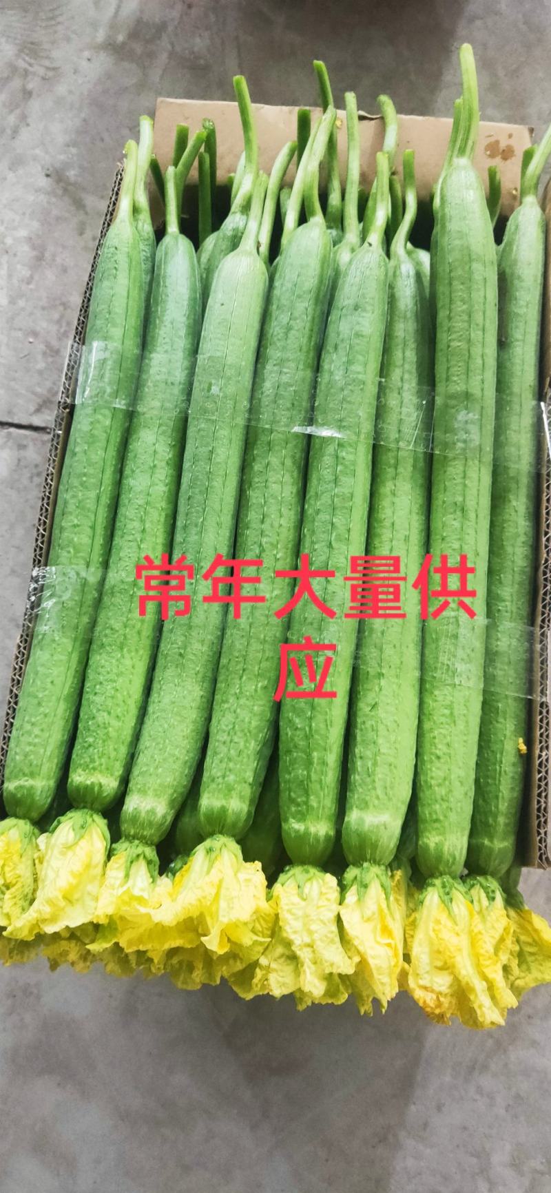 江苏连云港东海精品鲜花丝瓜大量上市中