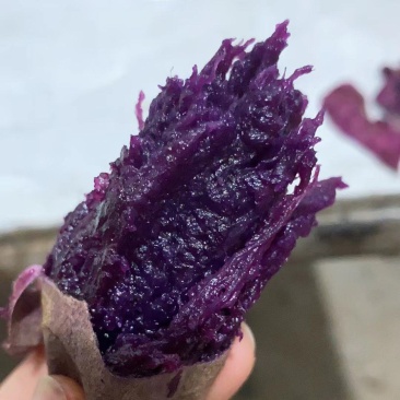 紫水晶紫薯黑美人紫薯