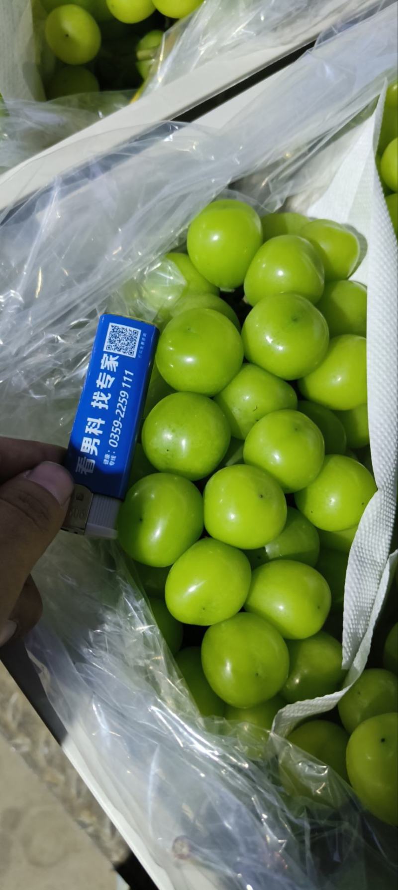 阳光玫瑰颗粒大串型紧