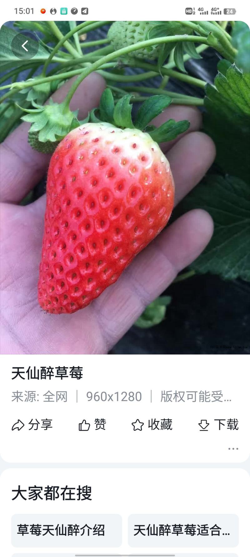 闻集奶油草莓大量上市量大从优欢迎来电咨询选购