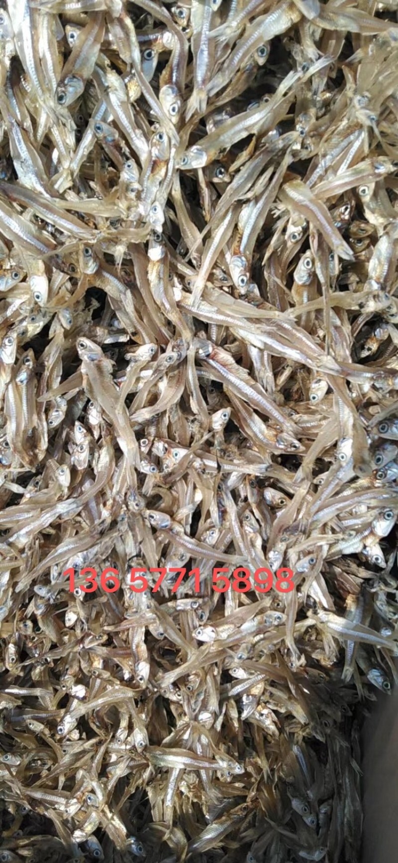北海鱼干/公鱼干