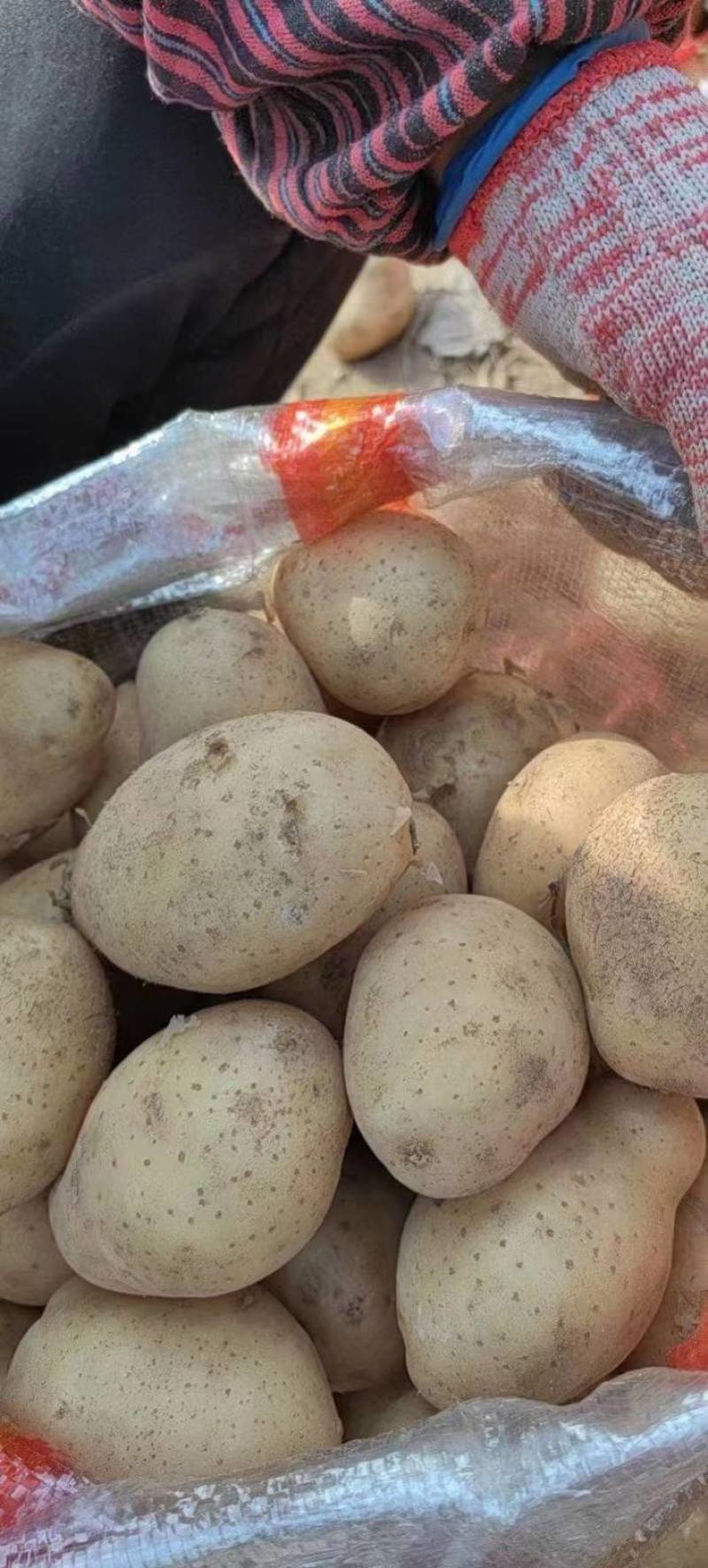 大家好，北京土豆种子公司，人工分捡，保质量，入库二次脱毒