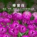 蜂室花种子景观绿化易活四季家庭盆栽阳台园艺花草花海花籽