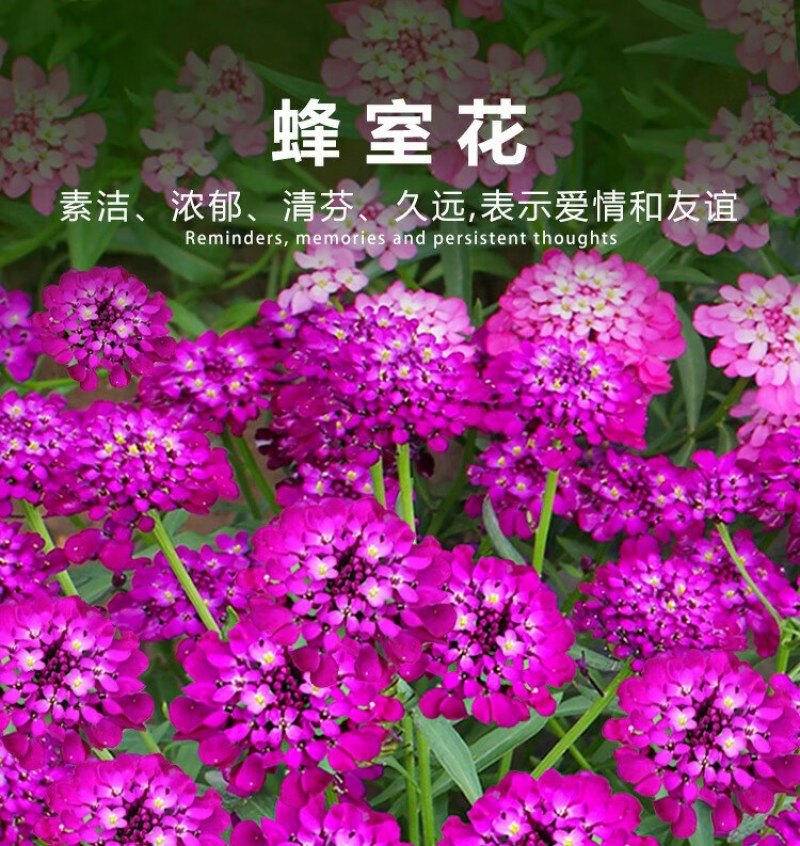 蜂室花种子景观绿化易活四季家庭盆栽阳台园艺花草花海花籽