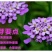 蜂室花种子景观绿化易活四季家庭盆栽阳台园艺花草花海花籽