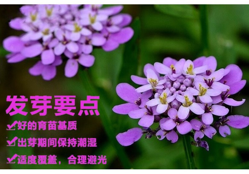 蜂室花种子景观绿化易活四季家庭盆栽阳台园艺花草花海花籽