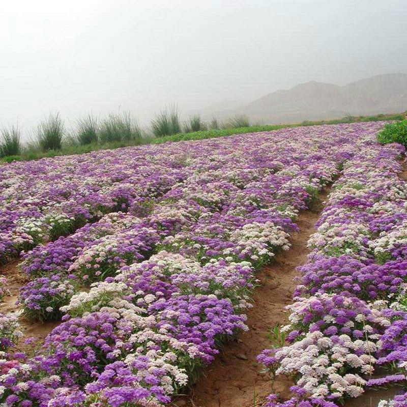 蜂室花种子景观绿化易活四季家庭盆栽阳台园艺花草花海花籽