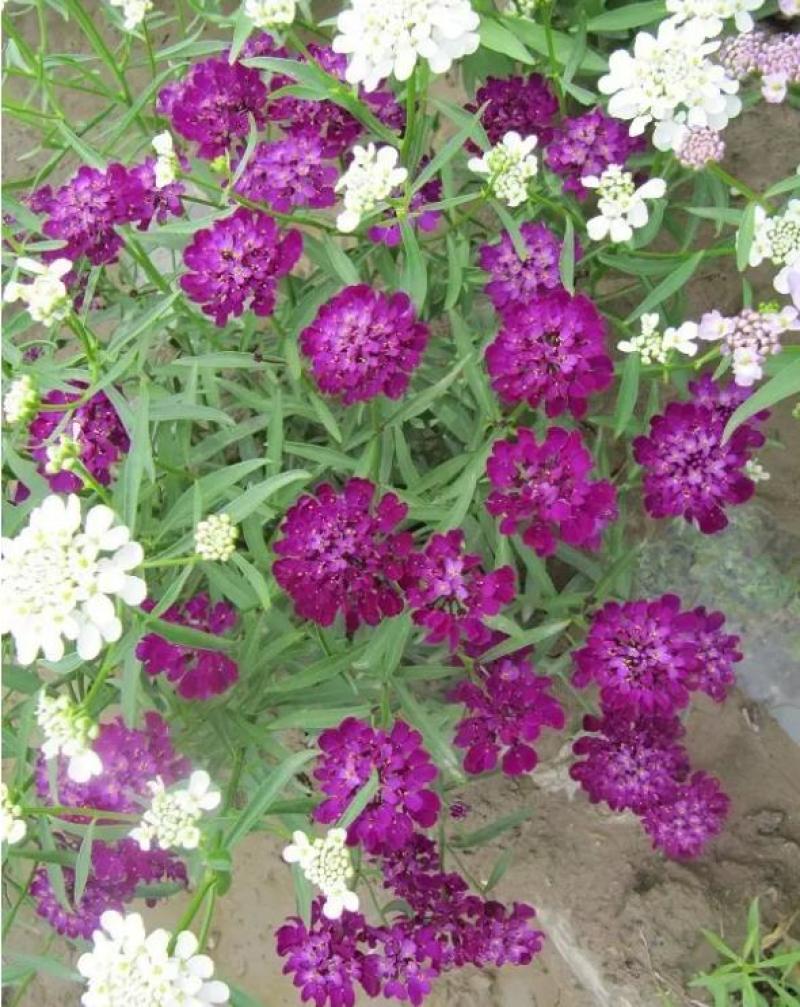 蜂室花种子景观绿化易活四季家庭盆栽阳台园艺花草花海花籽