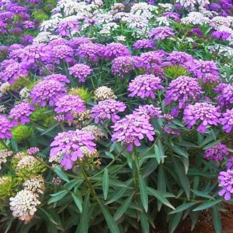 蜂室花种子景观绿化易活四季家庭盆栽阳台园艺花草花海花籽