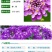 蜂室花种子景观绿化易活四季家庭盆栽阳台园艺花草花海花籽