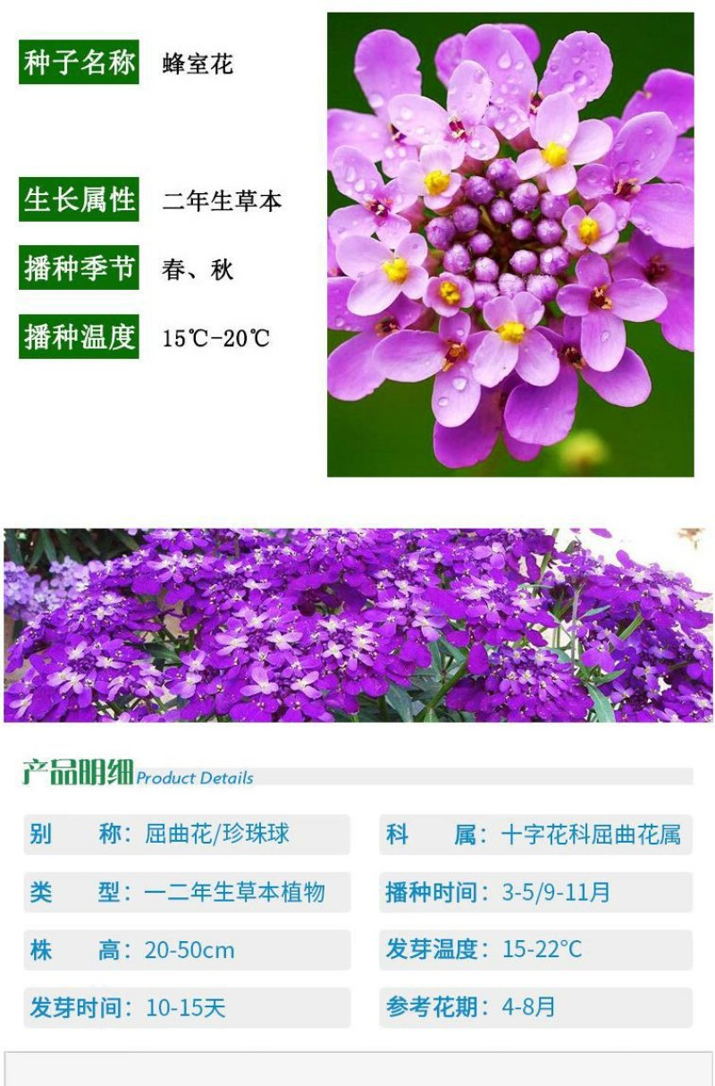 蜂室花种子景观绿化易活四季家庭盆栽阳台园艺花草花海花籽