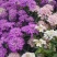 蜂室花种子景观绿化易活四季家庭盆栽阳台园艺花草花海花籽